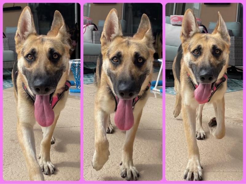 Enlarge Addie, a Adopted German Shepherd Dog in Delray Beach, FL image 2/4