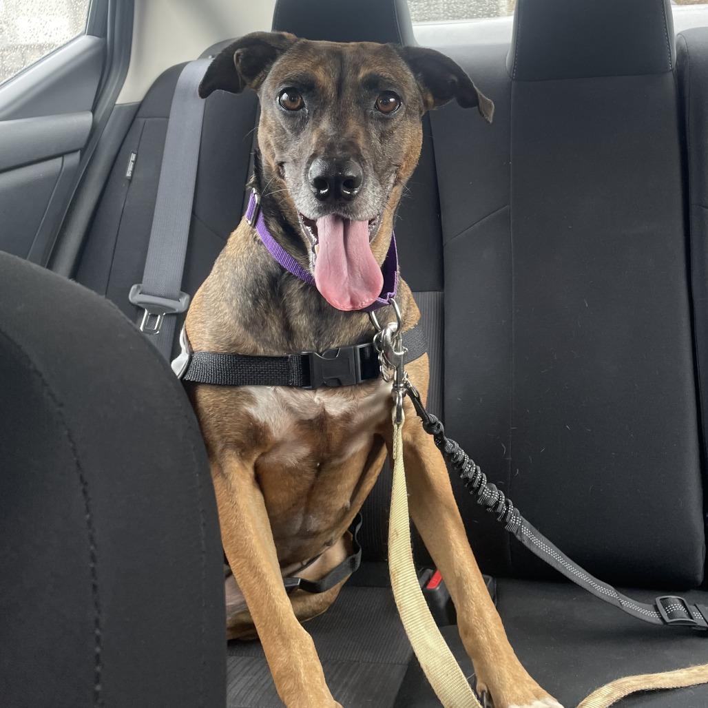 Daphne, Adoptable, Adult Female Mixed Breed & Hound.
