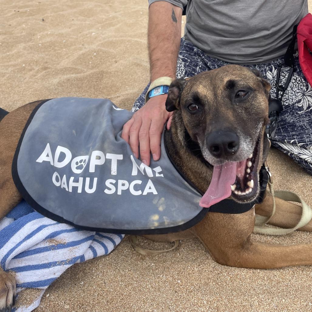Enlarge Daphne, a Adoptable mixed breed in Wahiawa, HI image 2/3
