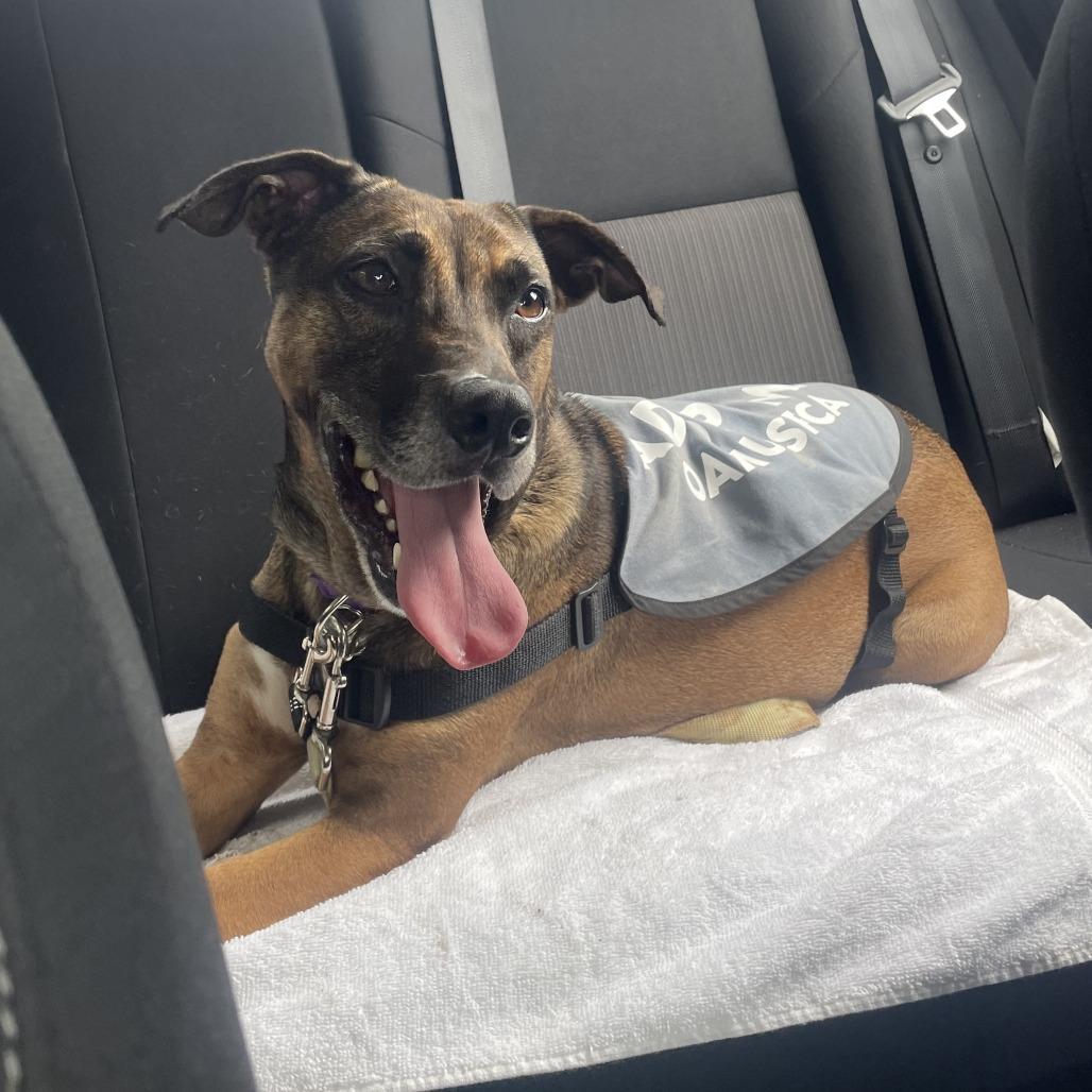 Enlarge Daphne, a Adoptable mixed breed in Wahiawa, HI image 3/3