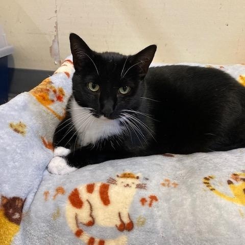 Logan, Adoptable, Young Female Domestic Short Hair.