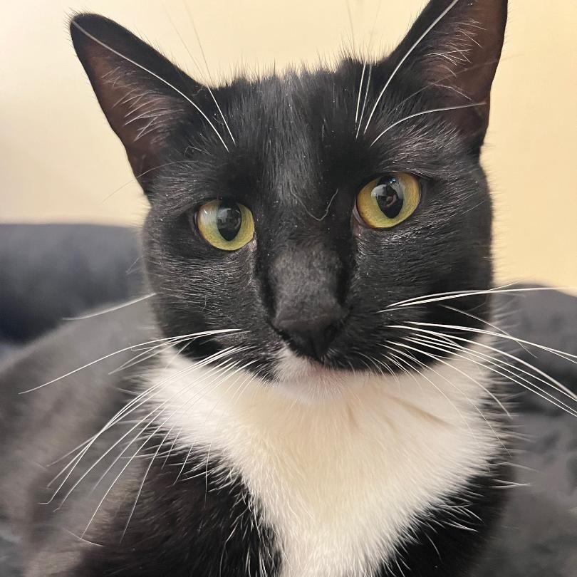 Logan, a Adoptable Domestic Short Hair in Kankakee, IL image 2/3