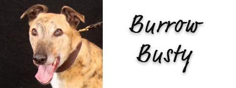 Burrow Busty, Adoptable, Adult Male Greyhound.
