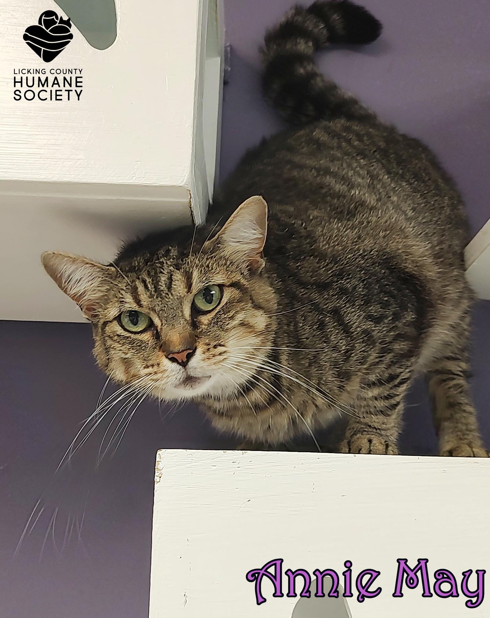 Annie May, Adult Female Domestic Short Hair