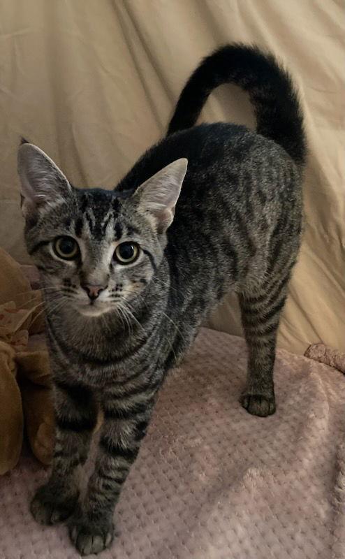 Andora, Adoptable, Young Female Tabby & Domestic Short Hair.