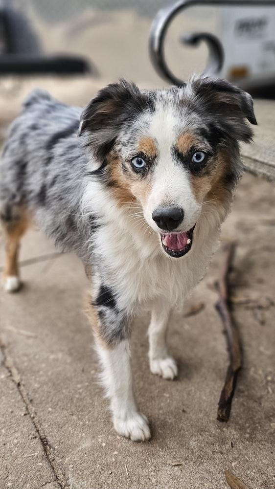 Emma, Adoptable, Adult Female Australian Shepherd.