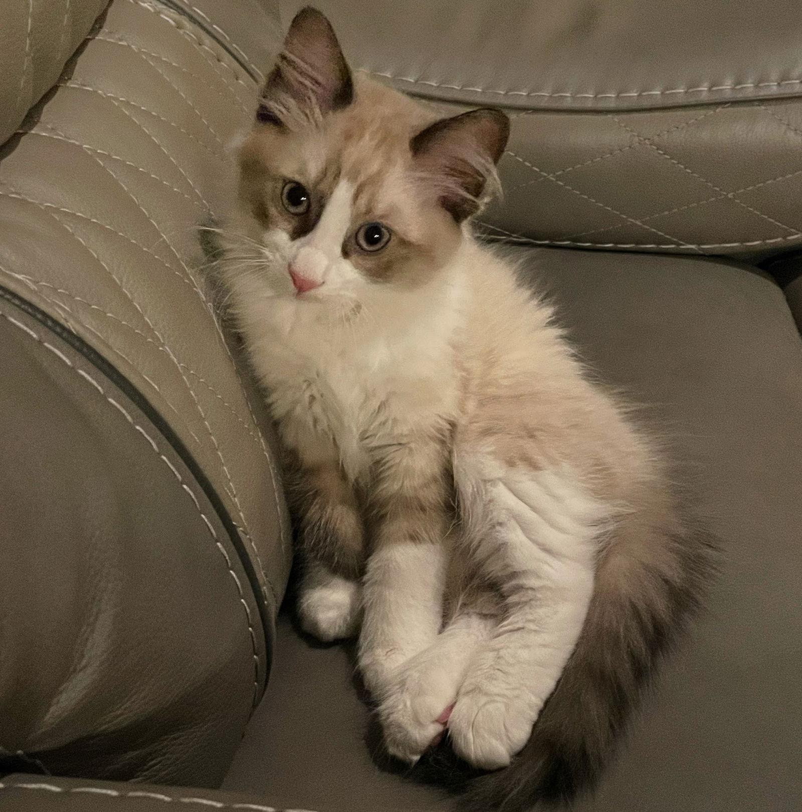 Harry Potter, Adopted, Kitten Male Ragdoll & Domestic Medium Hair.