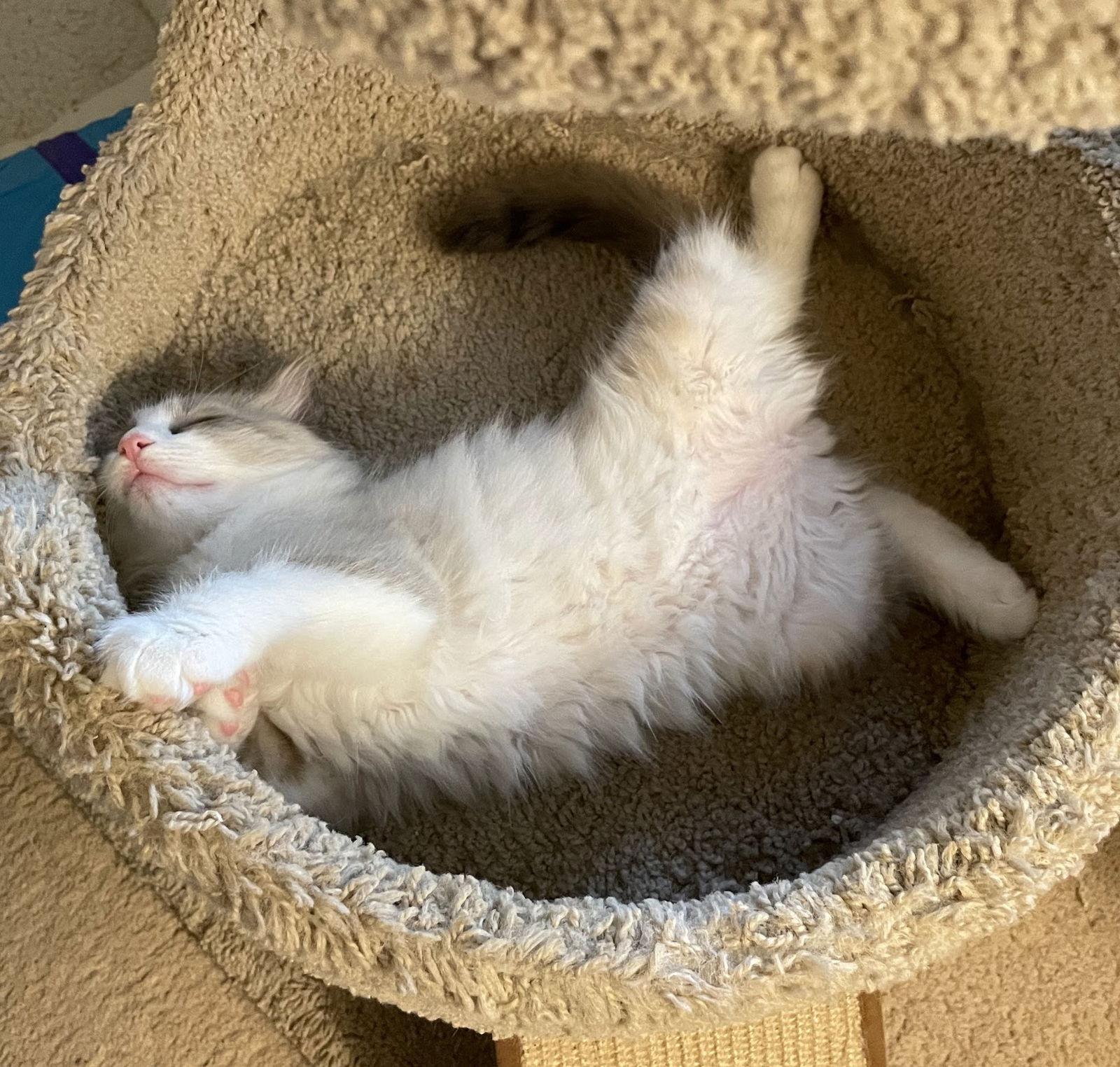 Enlarge Harry Potter, a Adopted mixed breed in Houston, TX image 2/3