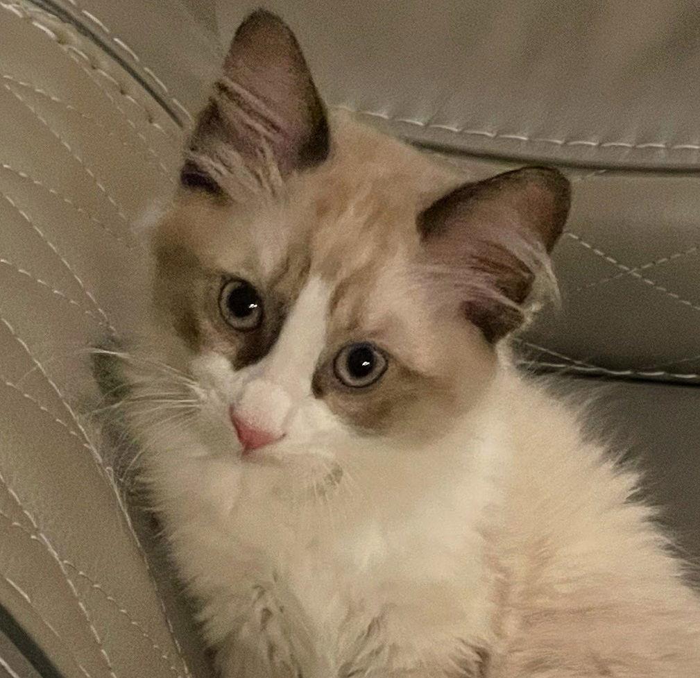 Enlarge Harry Potter, a Adopted mixed breed in Houston, TX image 3/3