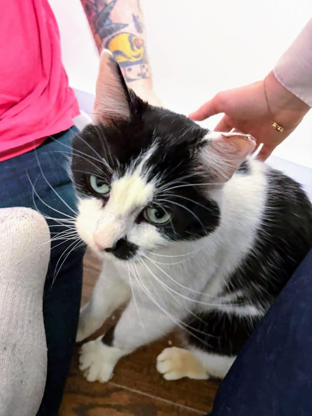 Enlarge Scotty, a ADOPTABLE American Shorthair in Brooklyn, NY image 1/4