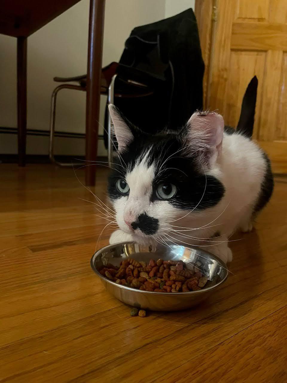 Enlarge Scotty, a ADOPTABLE American Shorthair in Brooklyn, NY image 6/6
