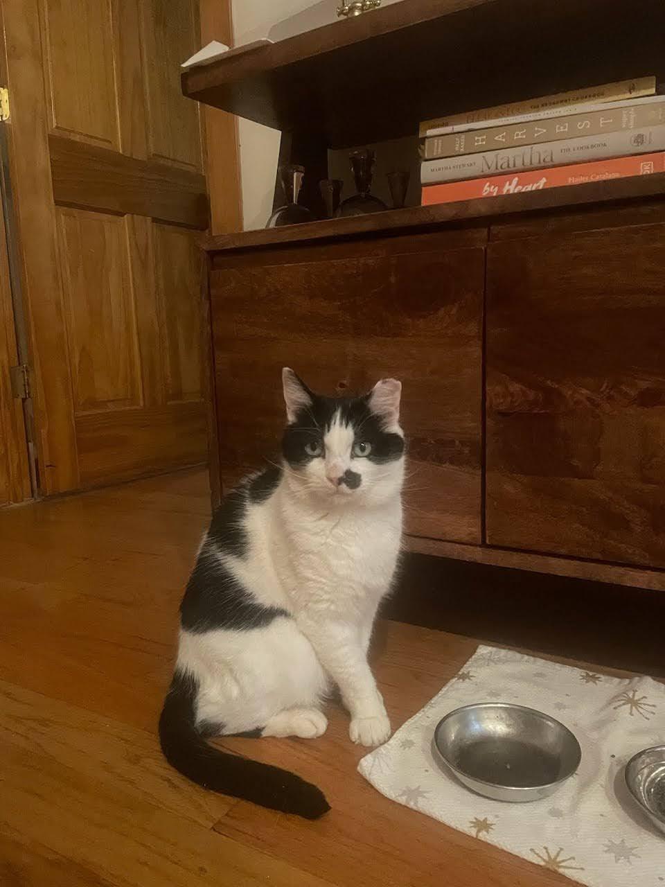 Enlarge Scotty, a ADOPTABLE American Shorthair in Brooklyn, NY image 4/6