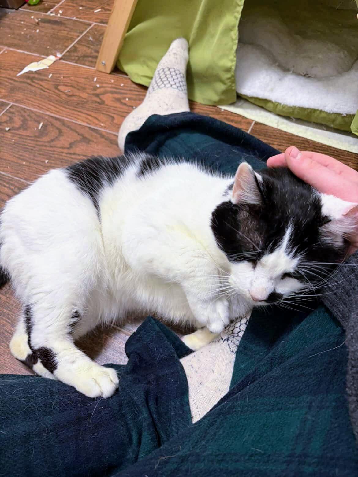 Enlarge Scotty, a ADOPTABLE American Shorthair in Brooklyn, NY image 3/4