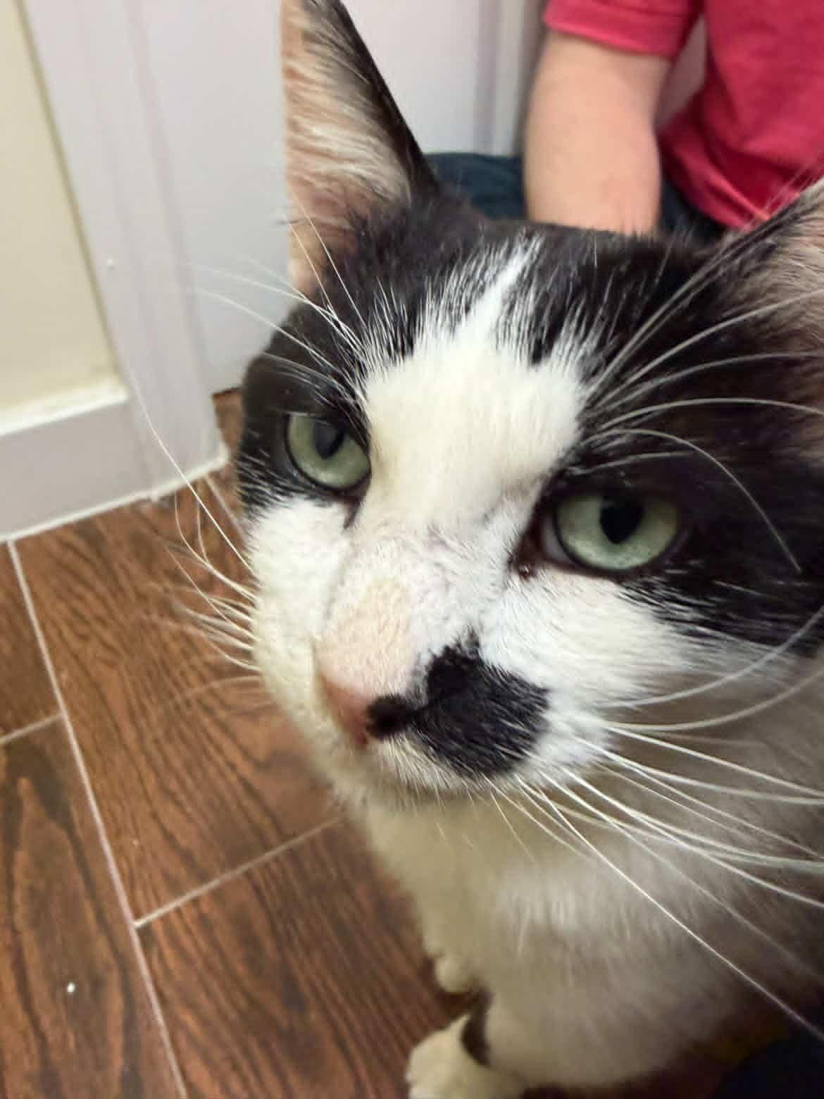 Enlarge Scotty, a ADOPTABLE American Shorthair in Brooklyn, NY image 2/4