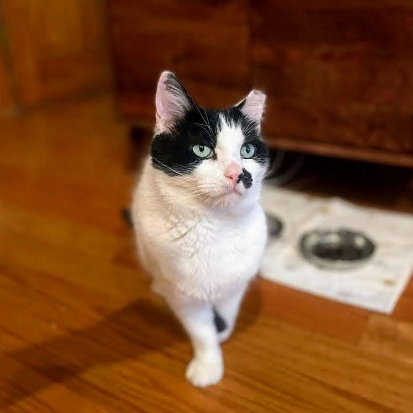 Scotty, ADOPTABLE, Adult Male American Shorthair.