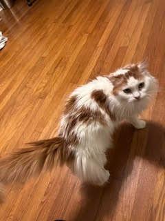 Beauty, Adoptable, Senior Female Domestic Long Hair.