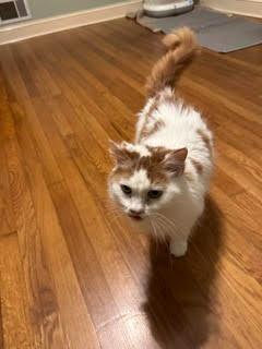 Enlarge Beauty, a Adoptable mixed breed in Newnan, GA image 4/4