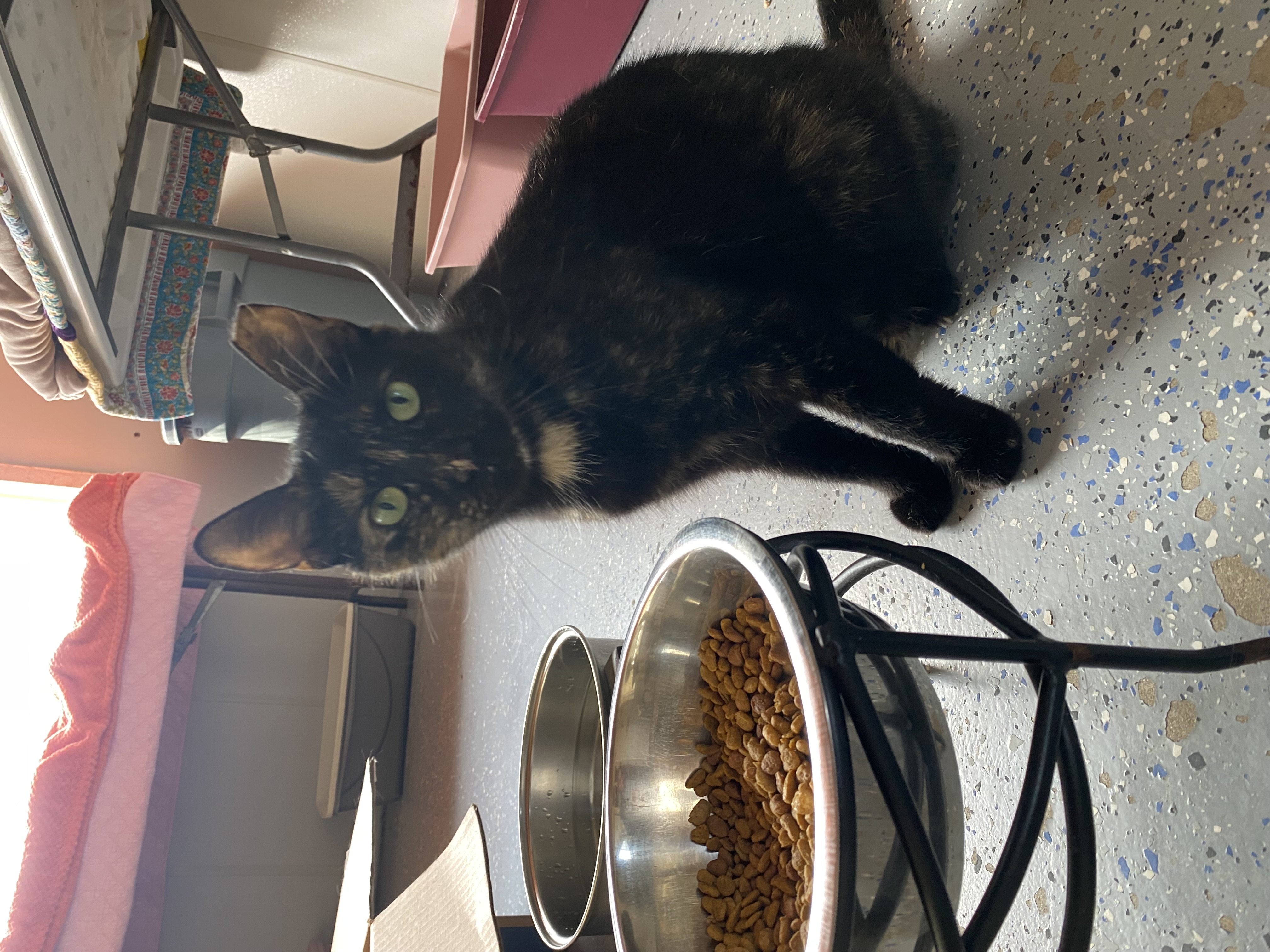 Enlarge Sunny, a Adoptable Domestic Short Hair in Ocean City, NJ image 1/1