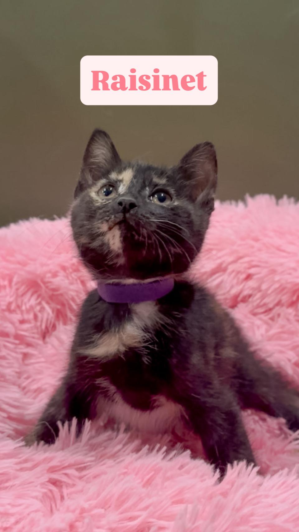 Enlarge Raisinet, a Adoptable Domestic Short Hair in Crown Point, IN image 1/1