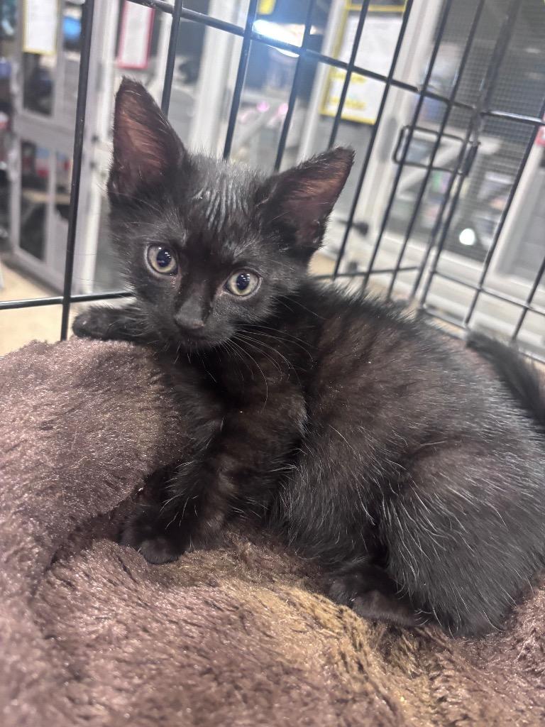 Kenny, a Adoptable mixed breed in Corpus Christi, TX image 2/4