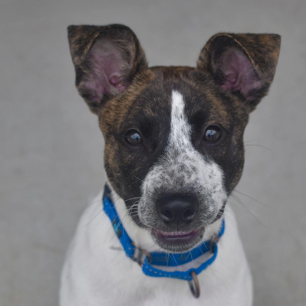 Dallas, Adoptable, Young Male Cattle Dog & Mixed Breed.