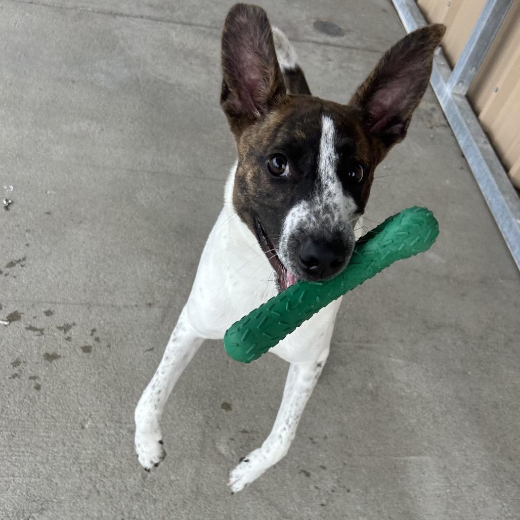 Dallas, a Adoptable mixed breed in Emporia, KS image 2/6
