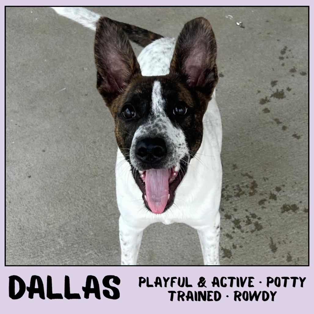 Dallas, a Adoptable mixed breed in Emporia, KS image 3/6