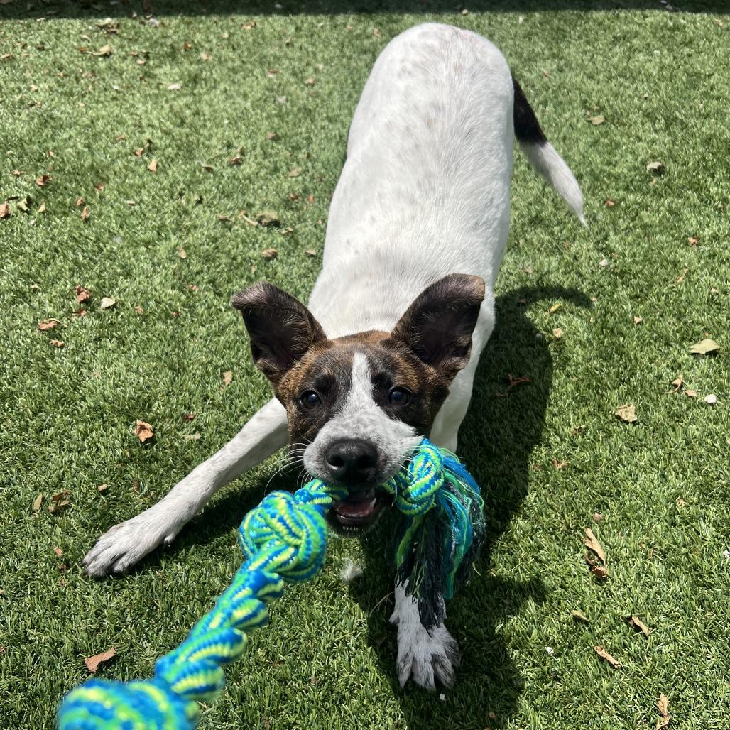 Dallas, a Adoptable mixed breed in Emporia, KS image 4/6