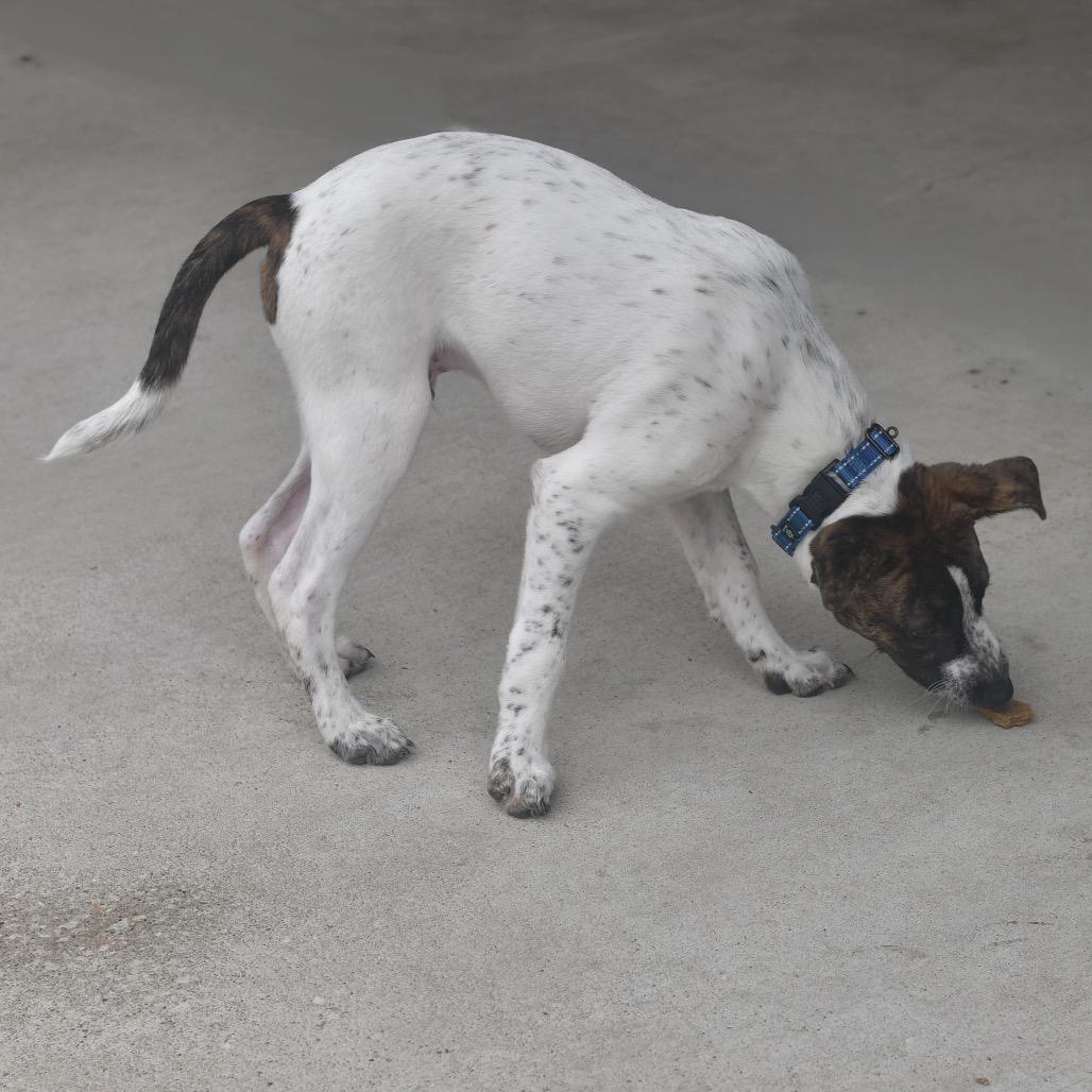 Dallas, a Adoptable mixed breed in Emporia, KS image 5/6