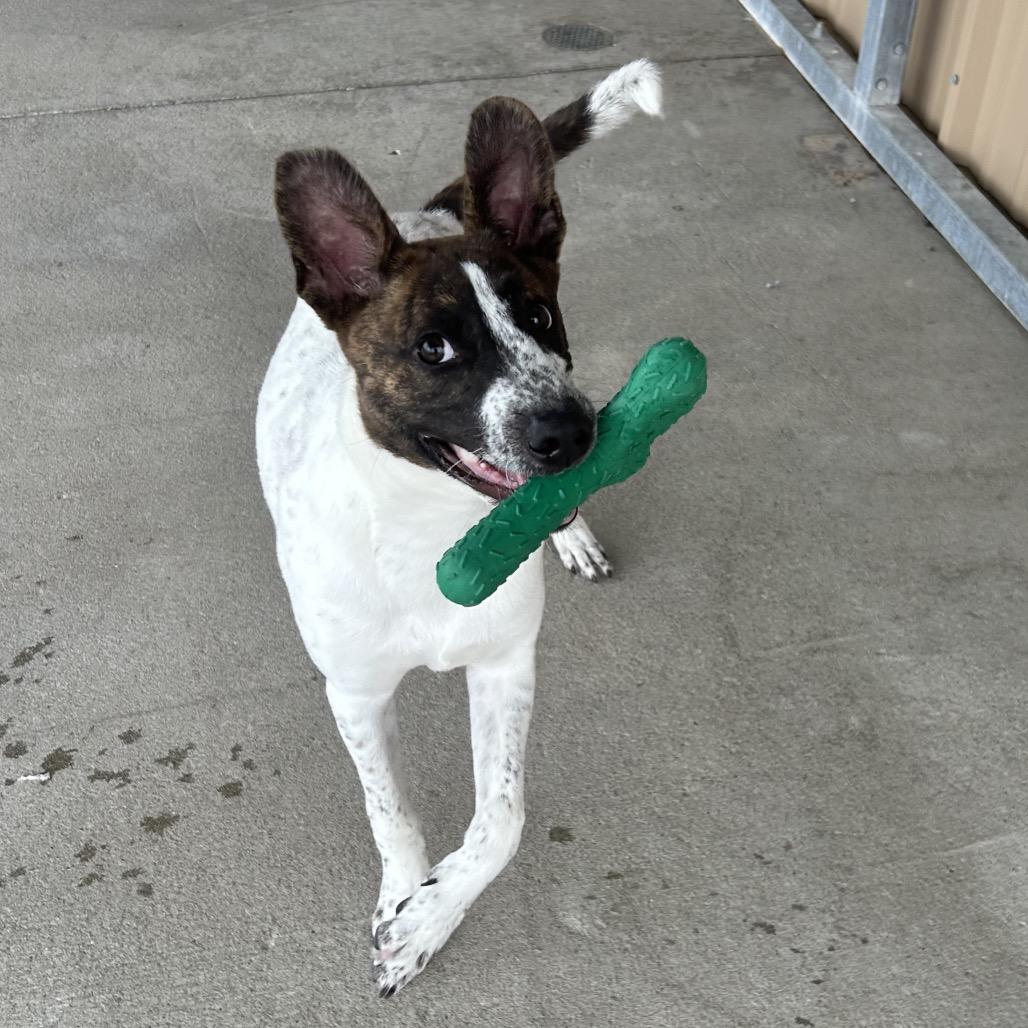 Dallas, a Adoptable mixed breed in Emporia, KS image 6/6