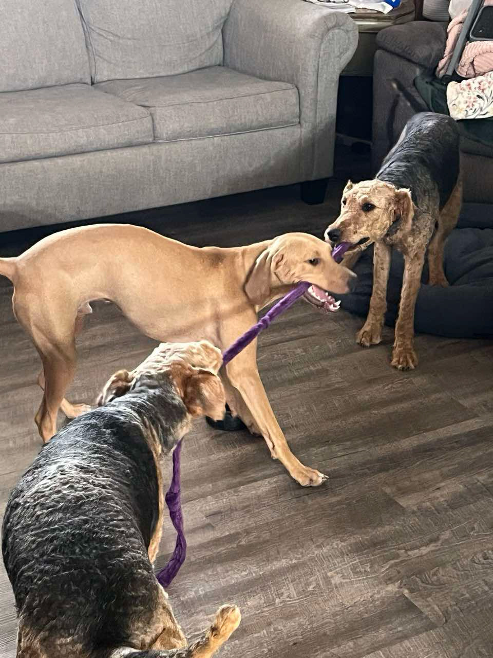 Enlarge Boone, a Adopted Hound image 1/5