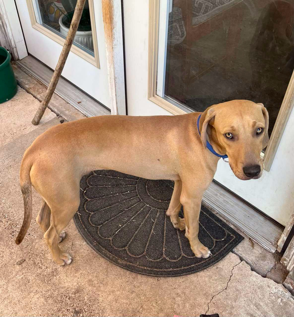 Enlarge Boone, a Adopted Hound image 2/5