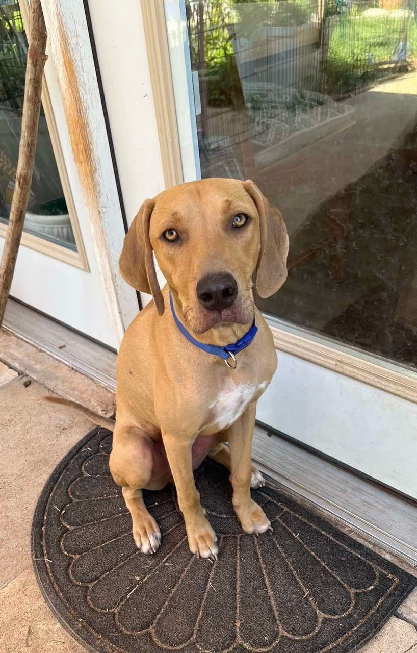 Enlarge Boone, a Adopted Hound image 3/5