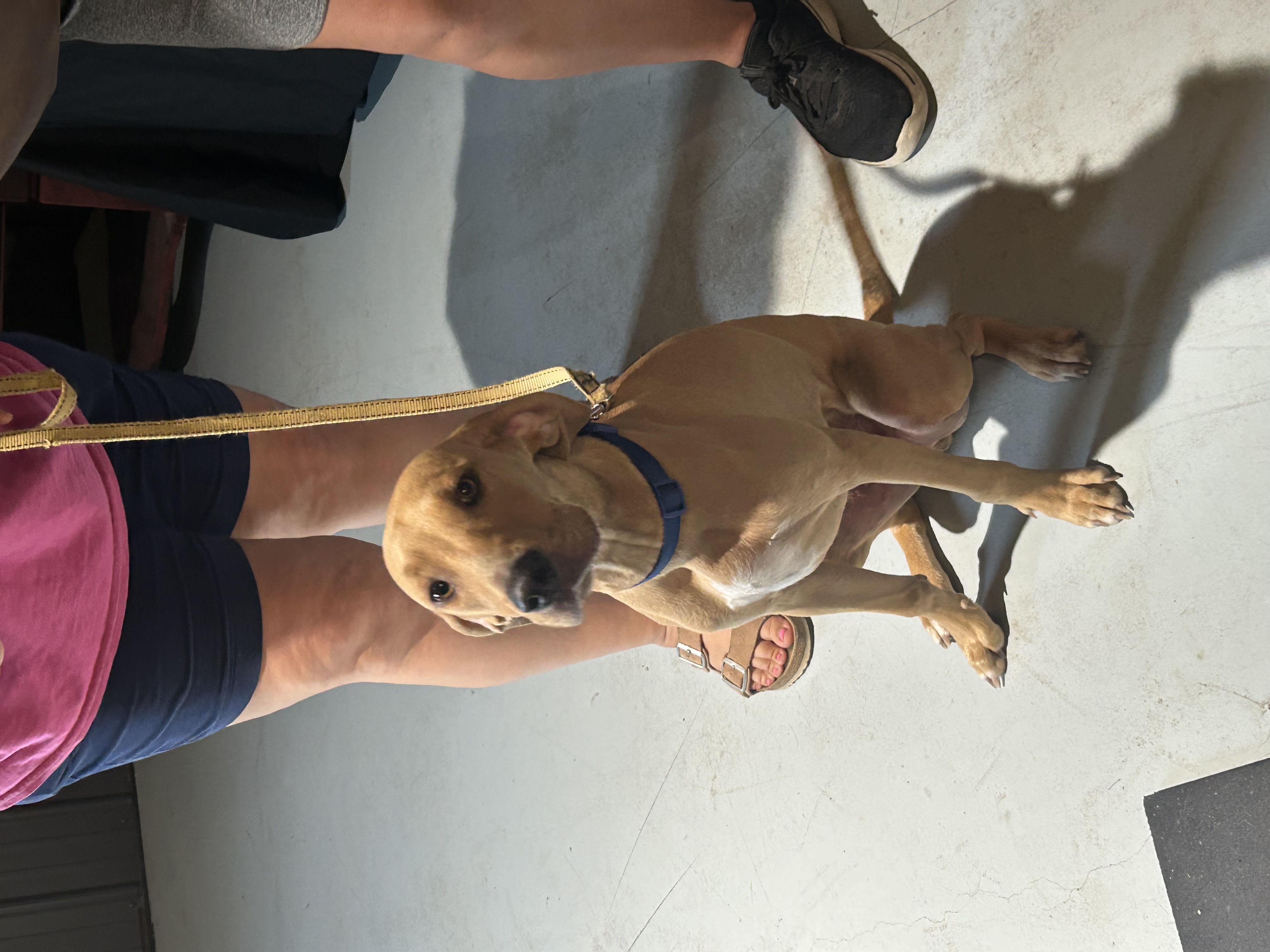 Enlarge Boone, a Adopted Hound image 4/5