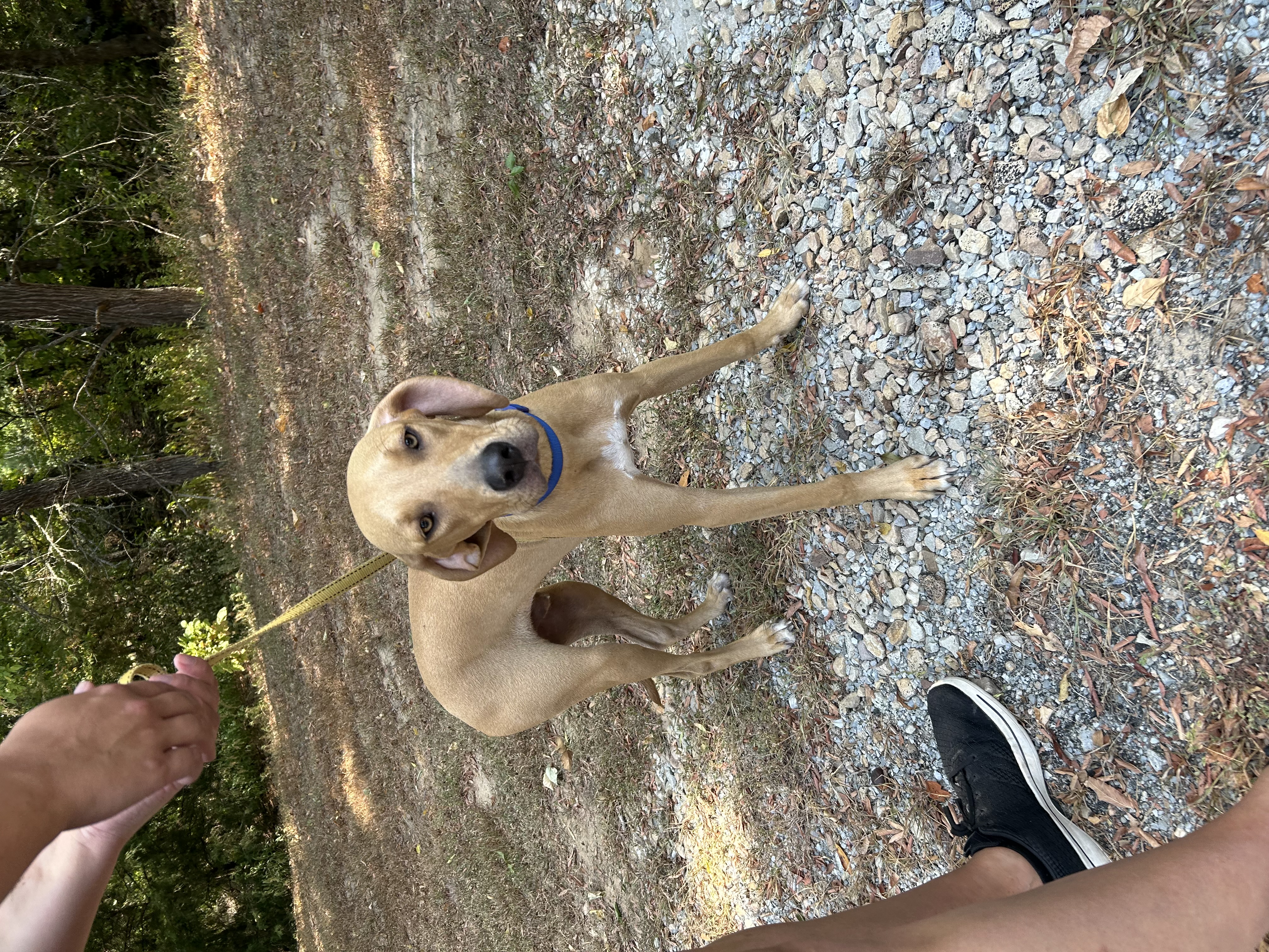 Enlarge Boone, a Adopted Hound image 5/5