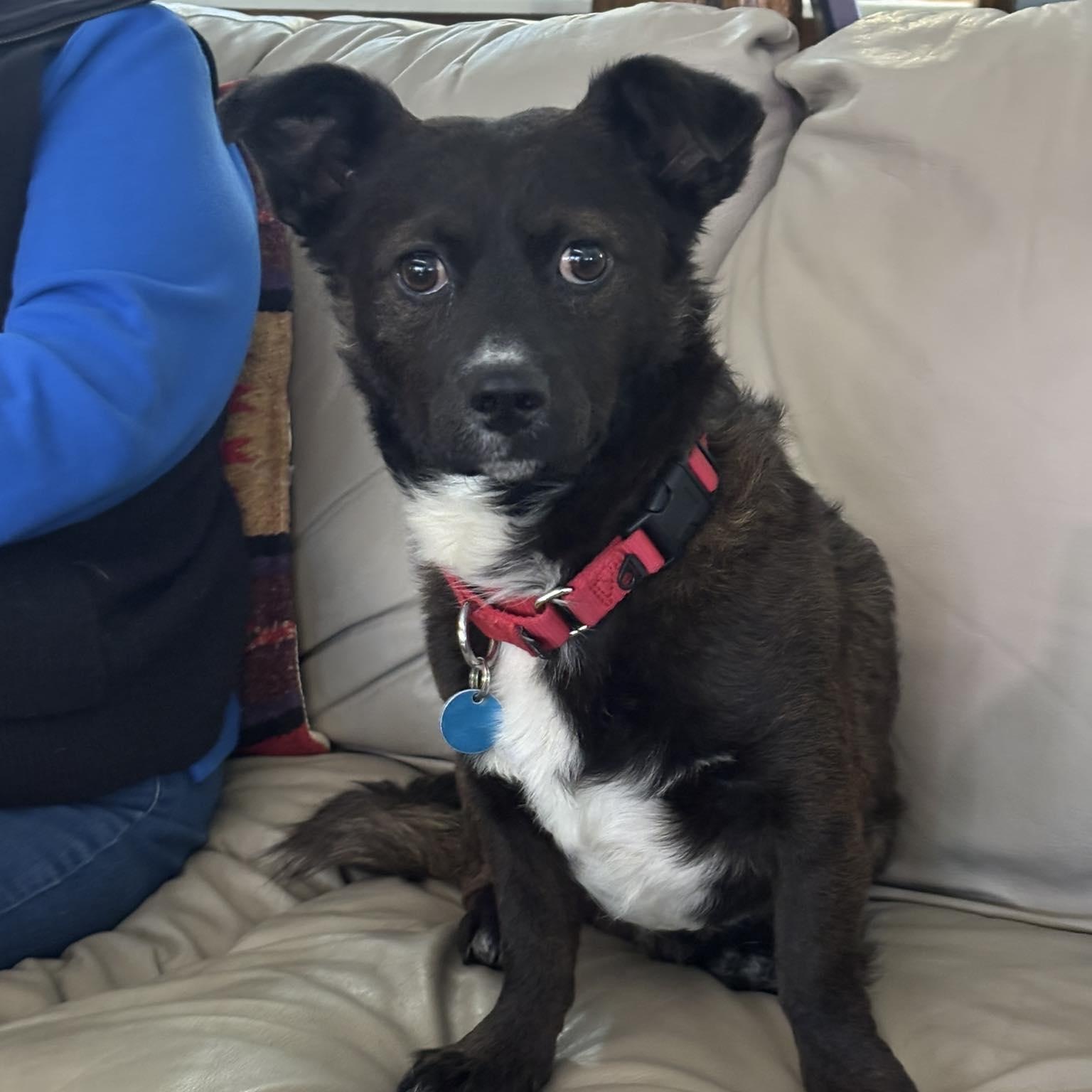 Monty, ADOPTABLE, Adult Male Mixed Breed.