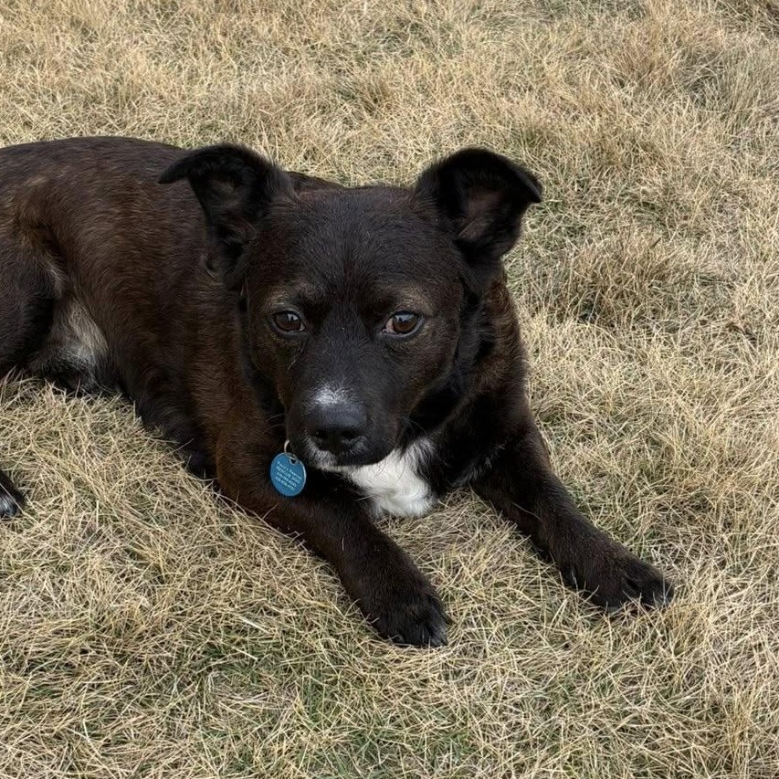 Monty, ADOPTABLE, Adult Male Mixed Breed.