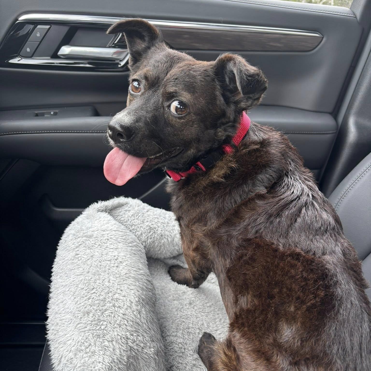 Enlarge Monty, a ADOPTABLE Mixed Breed in Redmond, WA image 5/5