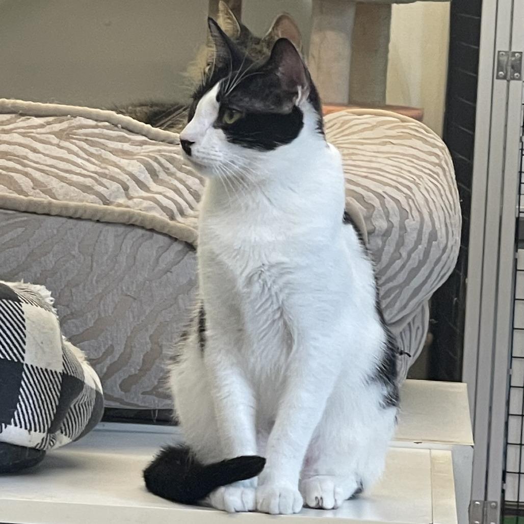 Dodger, a Adoptable Domestic Short Hair in Albert Lea, MN image 1/6