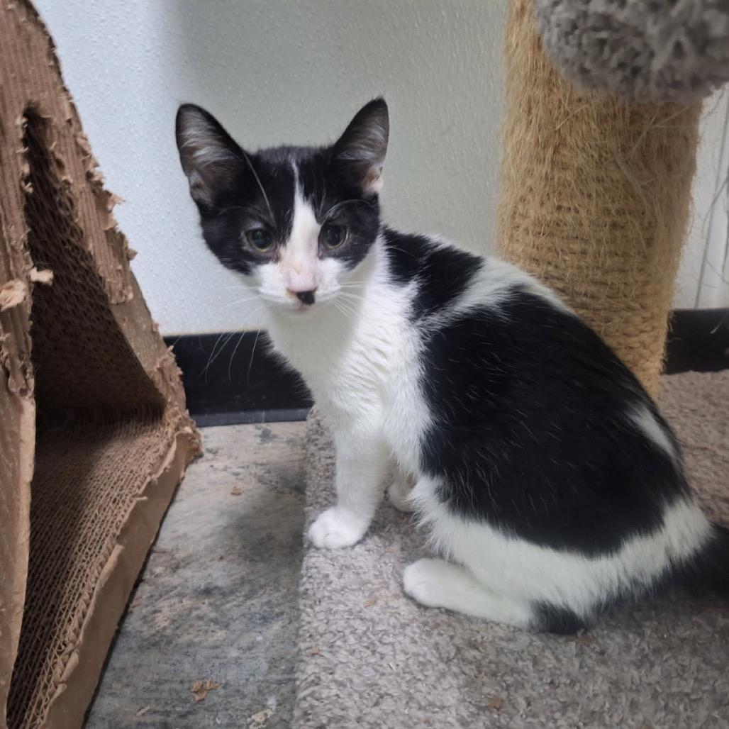 Enlarge Dodger, a Adoptable Domestic Short Hair in Albert Lea, MN image 1/5