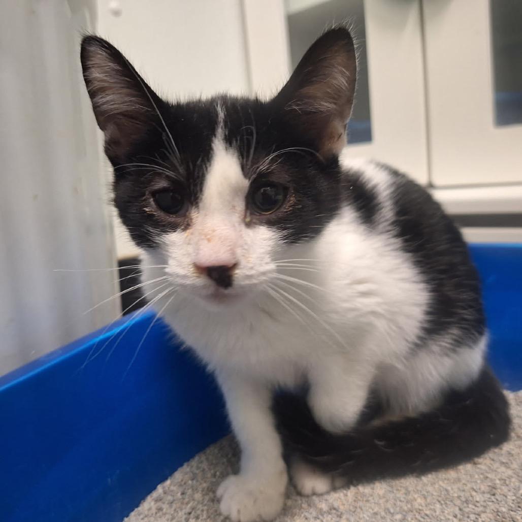 Enlarge Dodger, a Adoptable Domestic Short Hair in Albert Lea, MN image 2/5