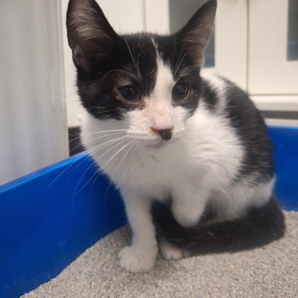 Enlarge Dodger, a Adoptable Domestic Short Hair in Albert Lea, MN image 3/5