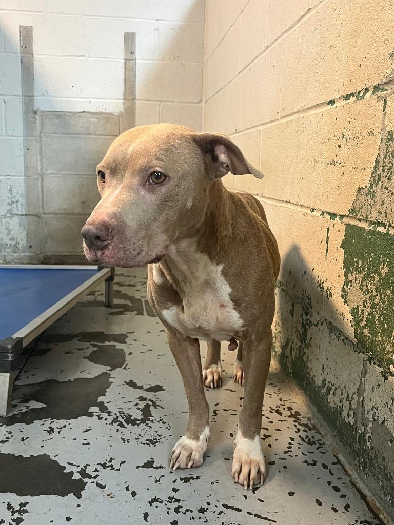 Enlarge Ladybug, a Adoptable mixed breed in Winnsboro, SC image 1/1