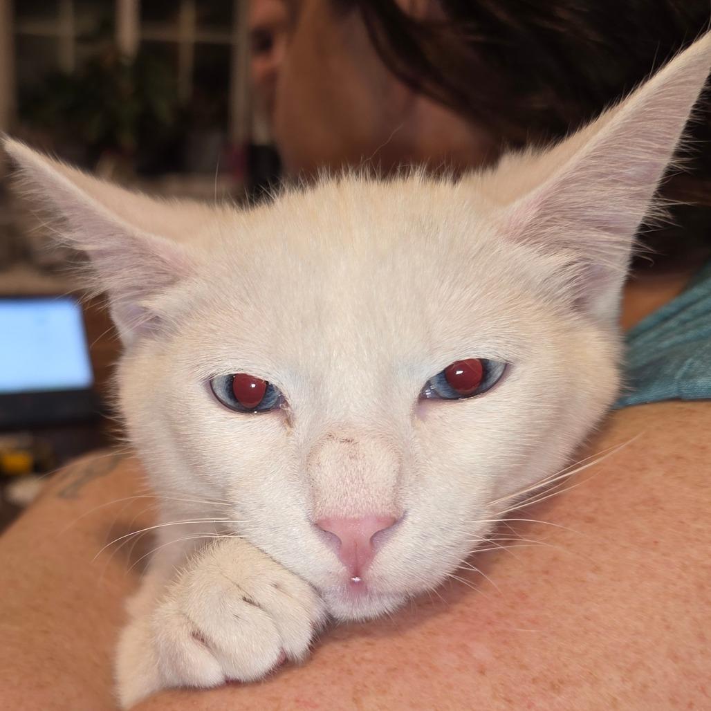 Milkyway, a Adoptable Domestic Short Hair in Maple Falls, WA image 1/2