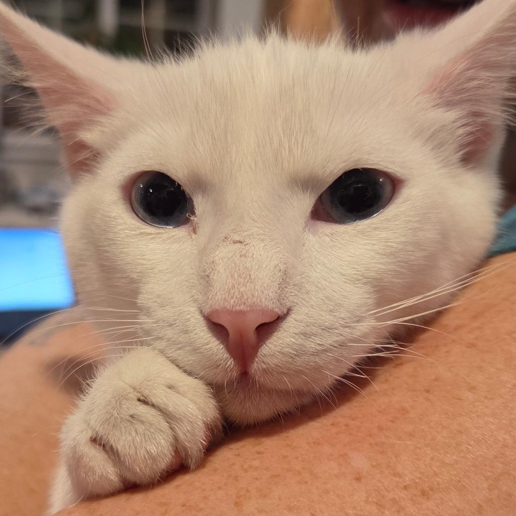 Milkyway, a Adoptable Domestic Short Hair in Maple Falls, WA image 2/2