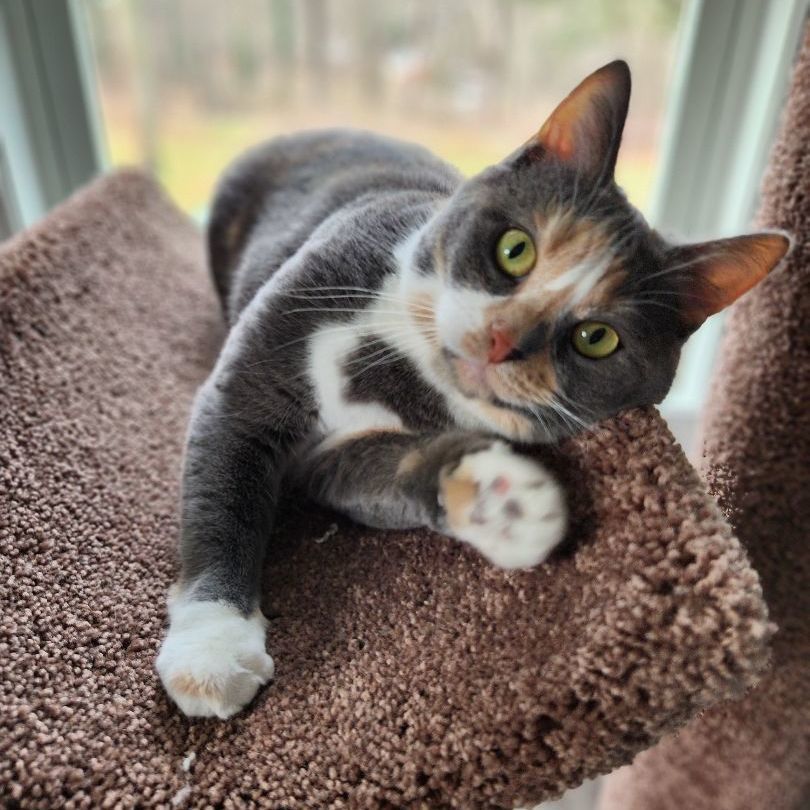 Enlarge Thelma, a Adoptable Domestic Short Hair in Landenberg, PA image 1/8