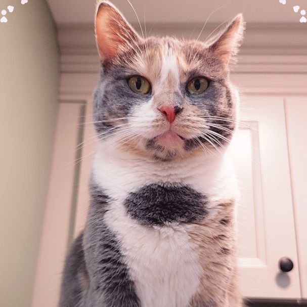 Enlarge Thelma, a Adoptable Domestic Short Hair in Landenberg, PA image 2/8