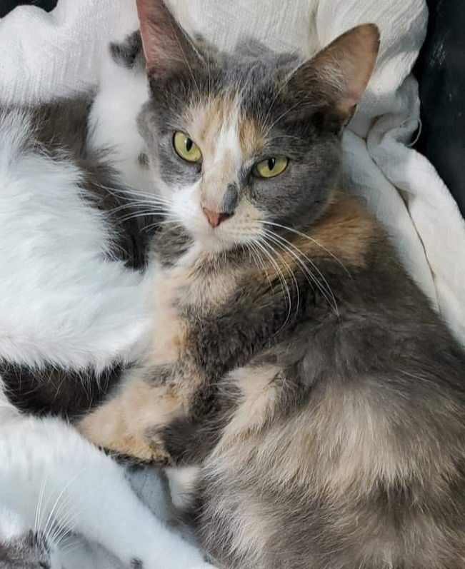 Enlarge Thelma, a Adoptable Domestic Short Hair in Landenberg, PA image 3/8