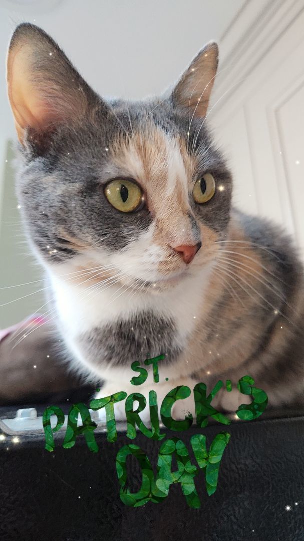 Enlarge Thelma, a Adoptable Domestic Short Hair in Landenberg, PA image 4/8