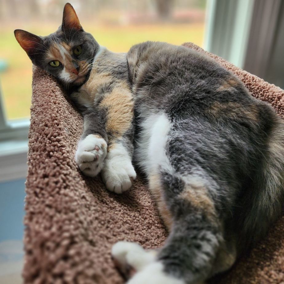 Enlarge Thelma, a Adoptable Domestic Short Hair in Landenberg, PA image 5/8